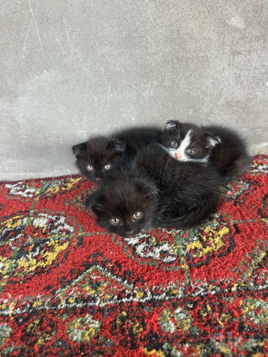 бесплатные котята 2шт