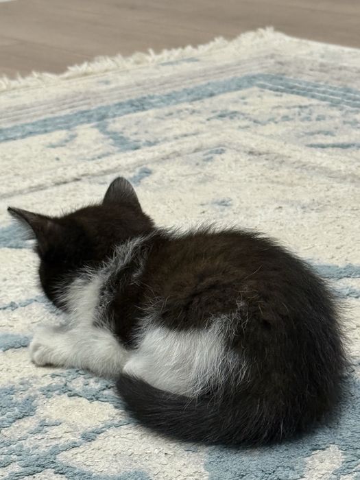 Месячный котенок ищет дом.