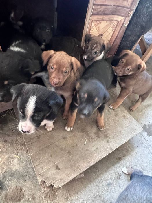 Щенята в хорошие добрые руки БЕСПЛАТНО