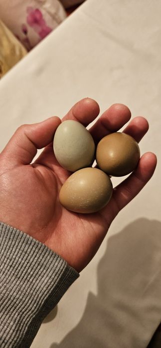 Vând oua fazan comun