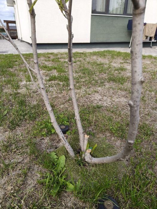 Magnoliu alb/ Magnolie alba