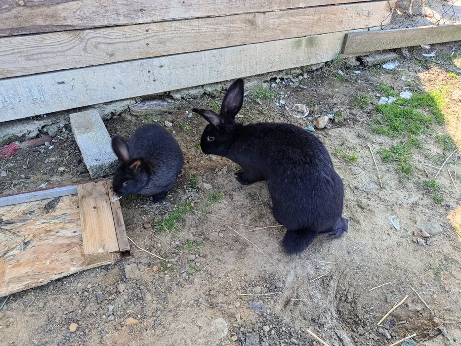 Продавам заици, мъжки и женски