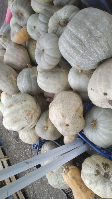 Продавам семена за посев отсладки български тикви кестени и сладки циг