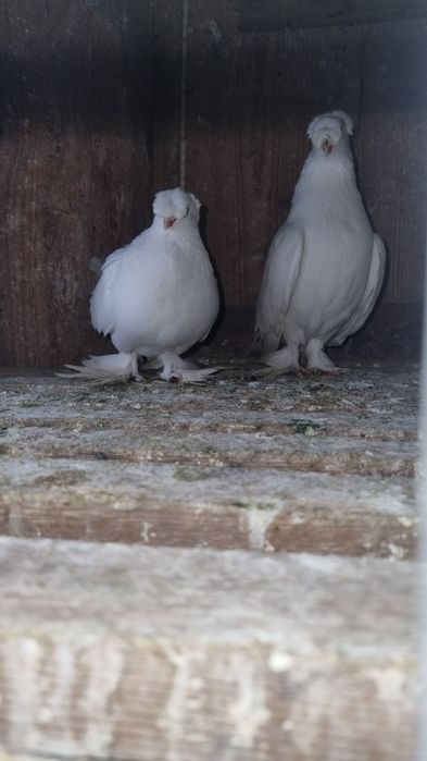 Vând pereche jucători