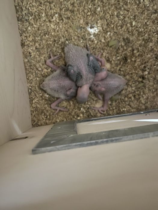 Продаётся птенцы Алексадрийского попугая