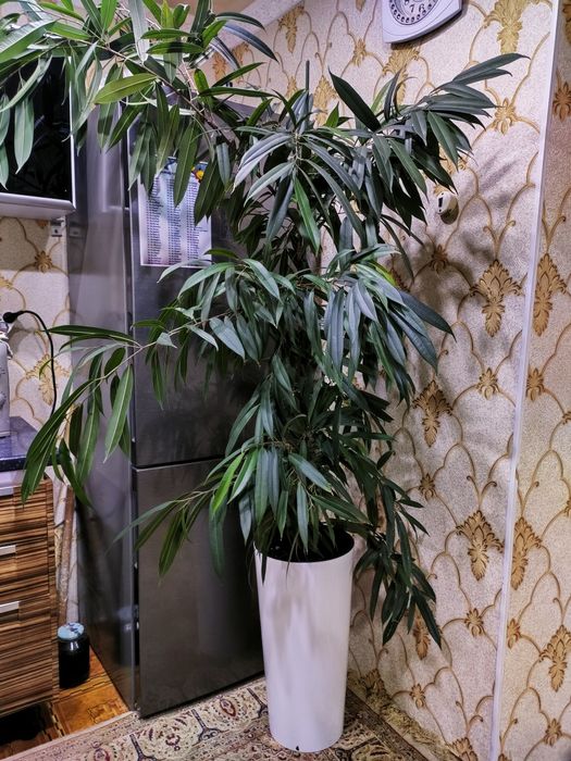 Комнатные растения. Доставка