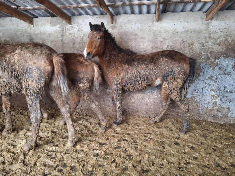 Уш байтал , бир кунан