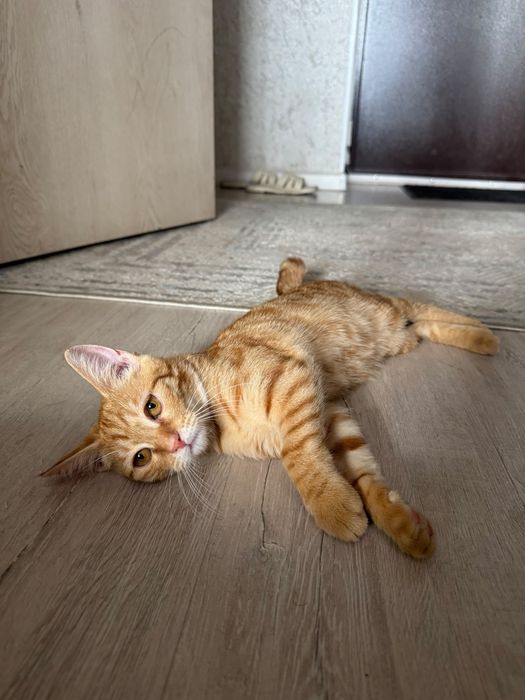 Котенок в поиске дома