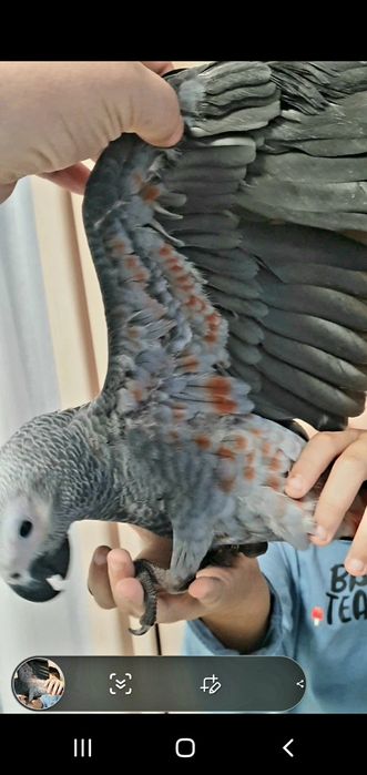 Papagal Jako(African gray) mascul 4 luni test ADN  foarte bland