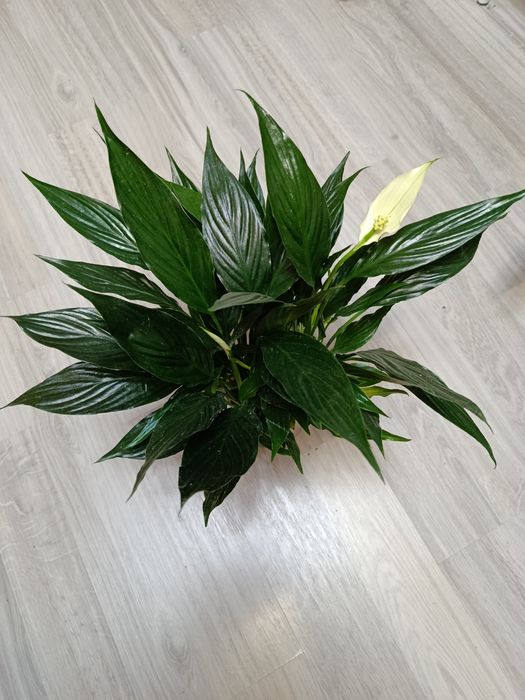 Продам срацифиллум( женское счастье)