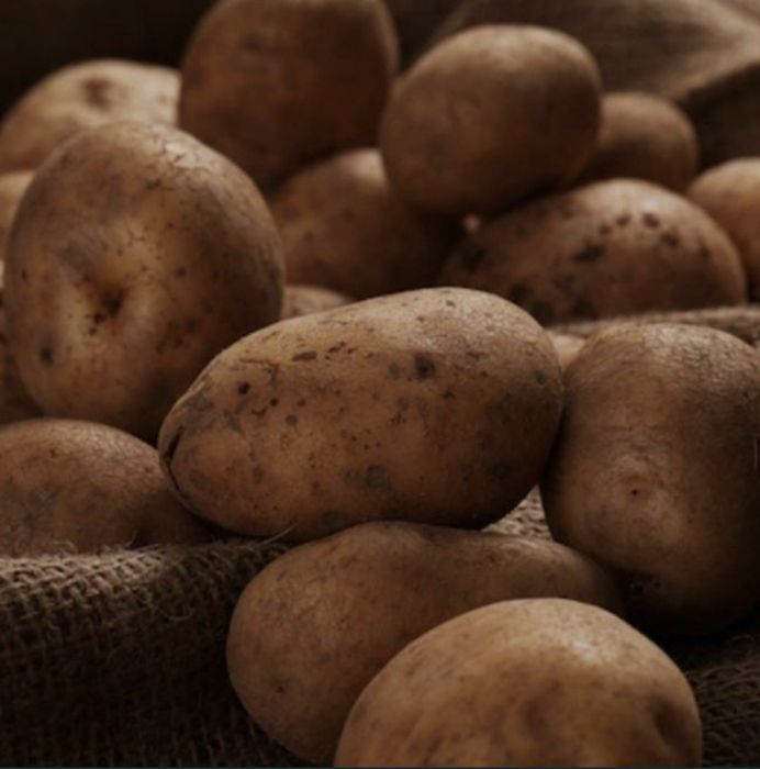 Продам дачный семенной 250 тг/кг картофель