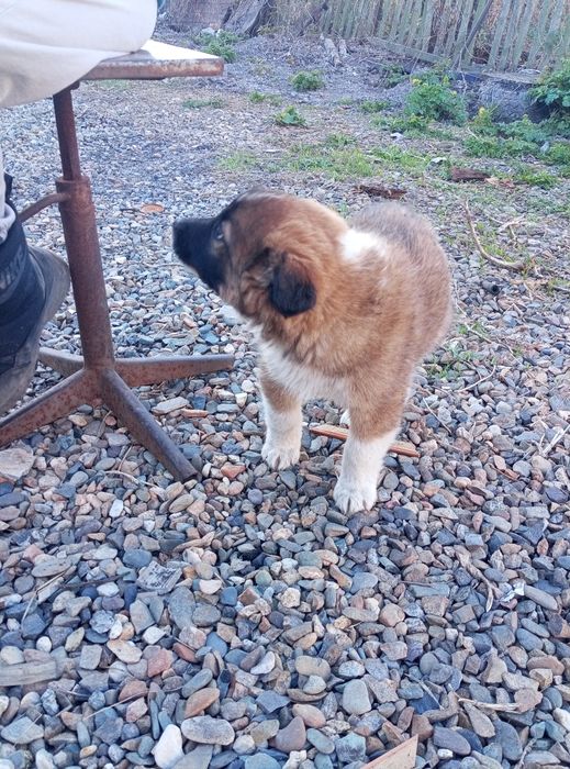 Отдам девочку в добрые руки