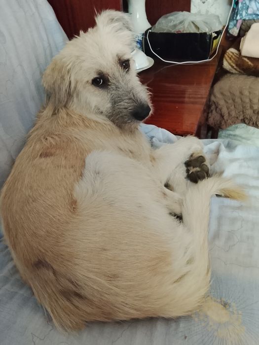 Щенки шустрые, пушистые