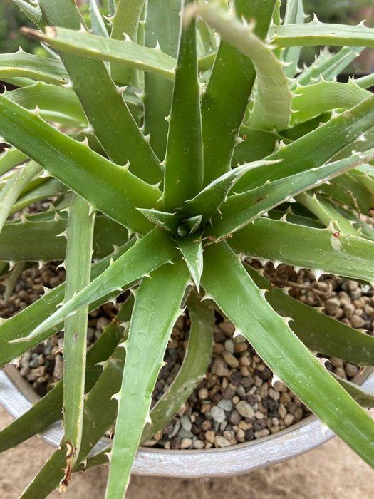 Выносливый суккулент диккия бревифолия (Dyckia Brevifolia), недорого