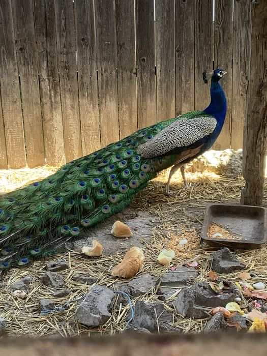 Paun albastru mascul