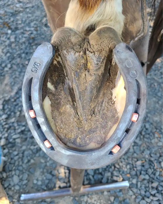 Ат тағалап тұяқ кесеміз