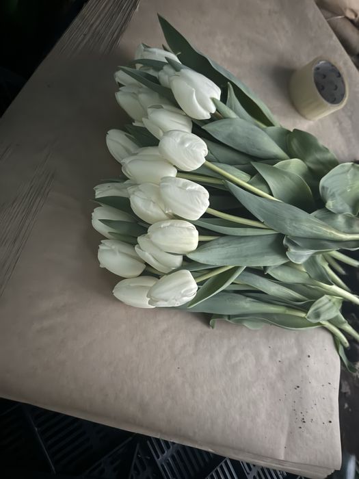 Тюльпаны оптом и в розницу