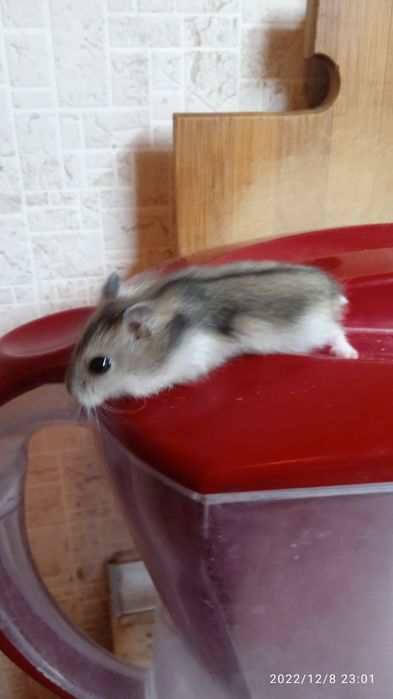 Хомяки домашние,здоровые