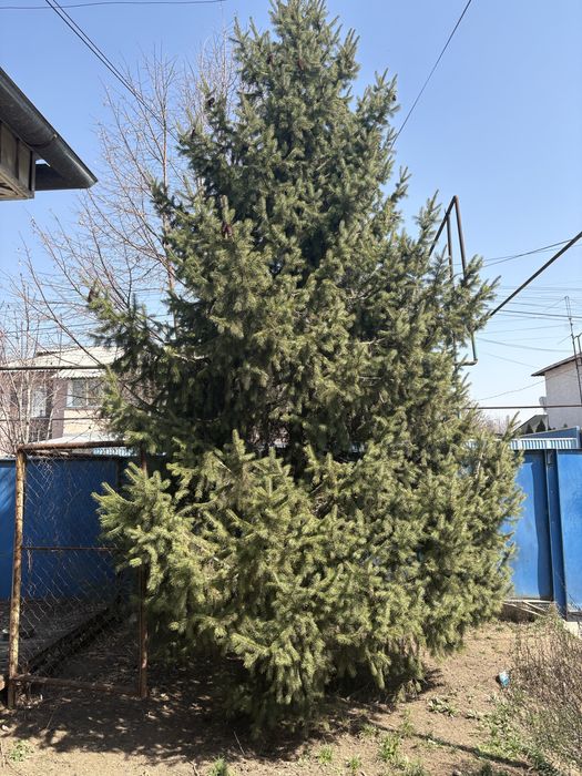 Продам Елку Елку