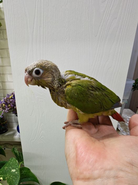 Продаётся птенец Ананасовой Пирруры