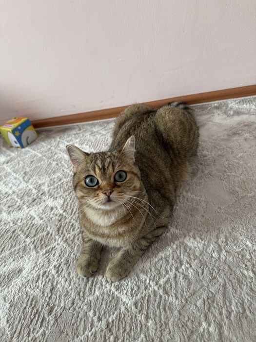 Продам британского котика