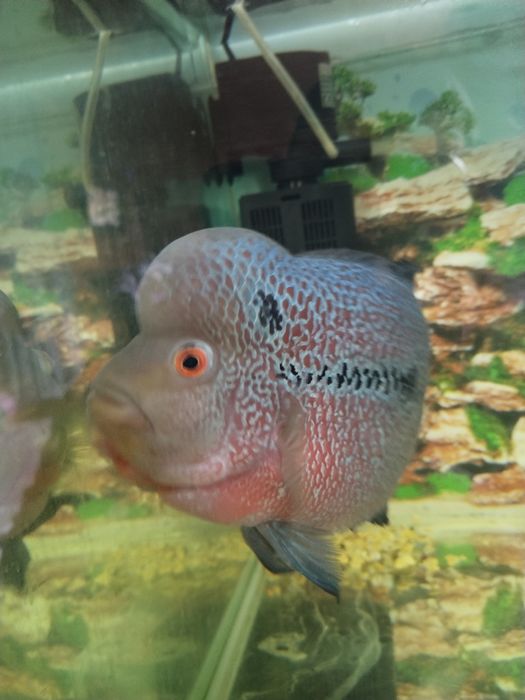 Фловер хорн продам нерестящююся пару