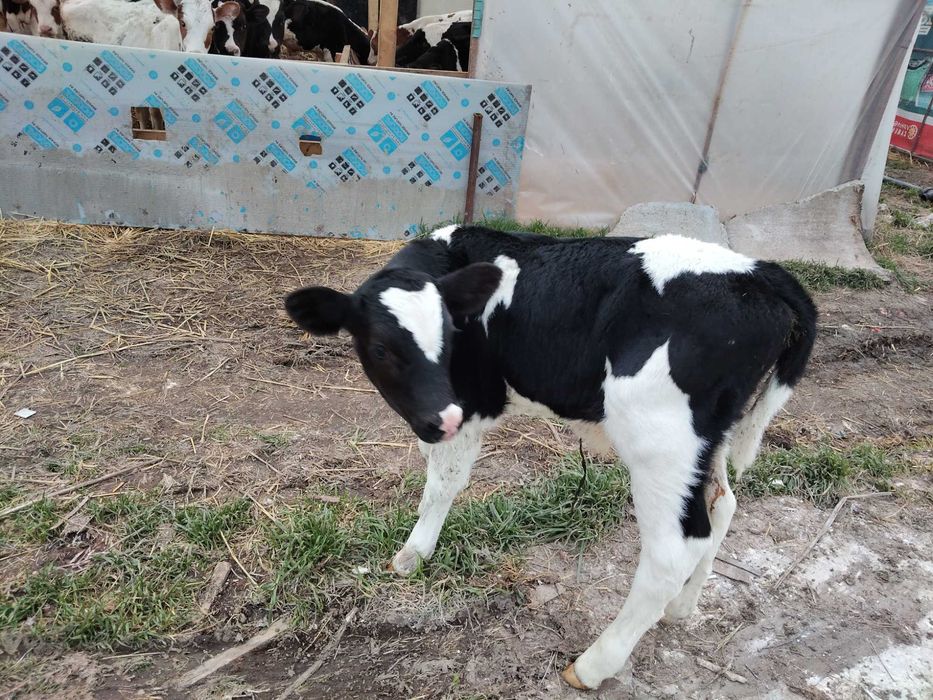 Мъжко теле на 1 седмица