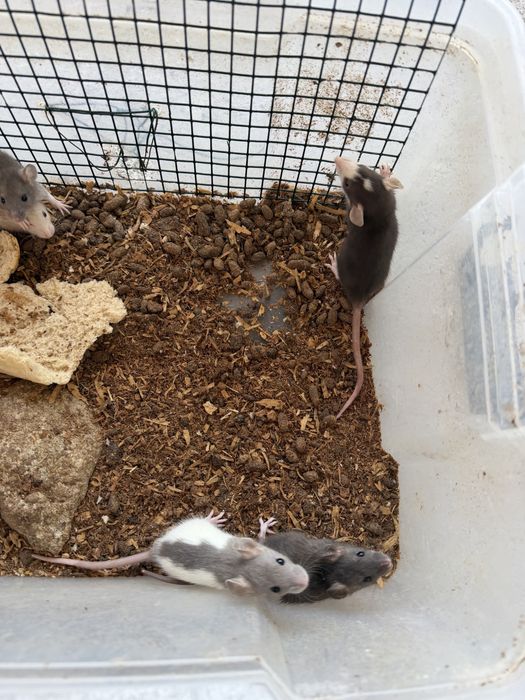 Șobolani dumbo rex si normali de companie