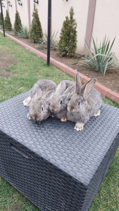 Iepurasi Urias German