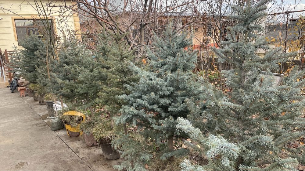 Голубая ель Елка