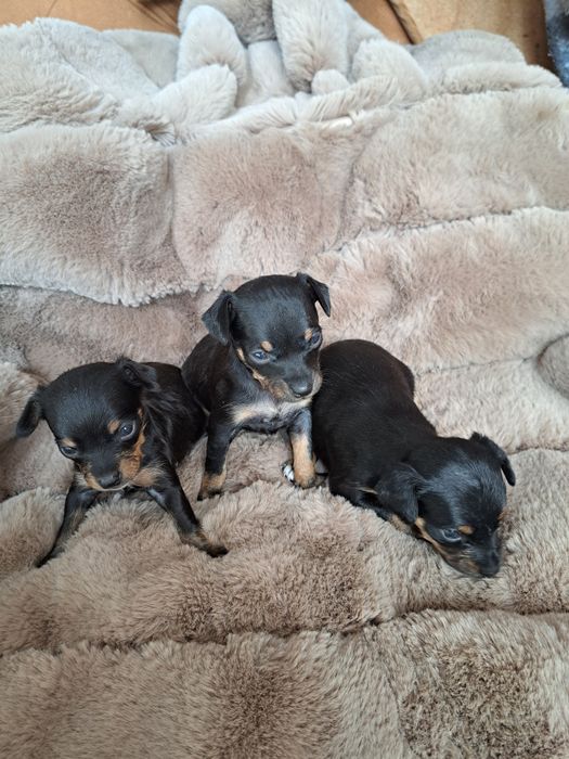 Продам мини той терьера