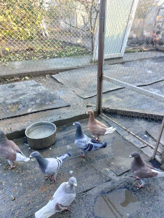 De vânzare voiajori  germani