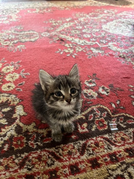 Отдам котенка в добрые руки