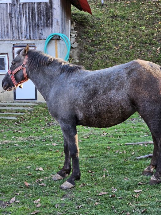 Cal deres ,vârstă 2 ani