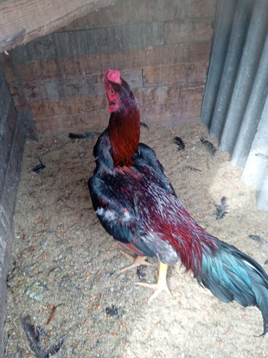 Дакан Шамо Турок Бойцовский