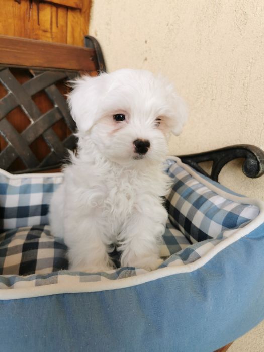 Bichon maltese mini toy