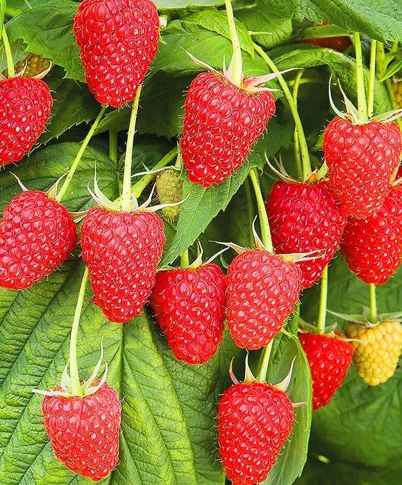 POLKA POLANA Malina koʻchati