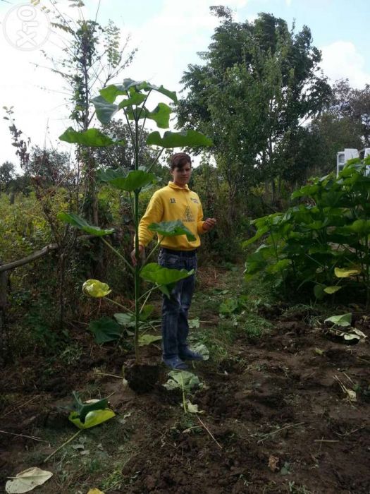 Puieti paulownia tomentosa