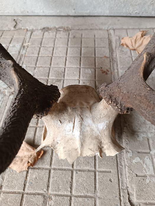 Еленски рога трофей