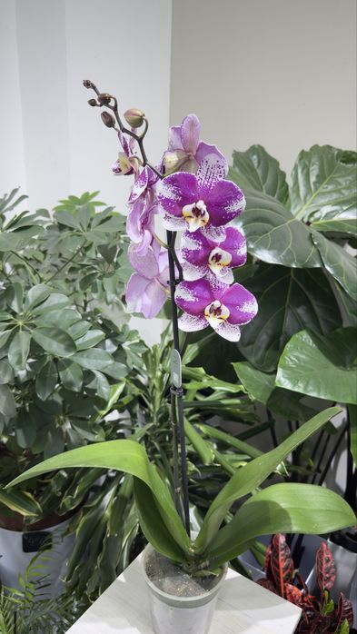 Цветущие орхидеи на любой вкус