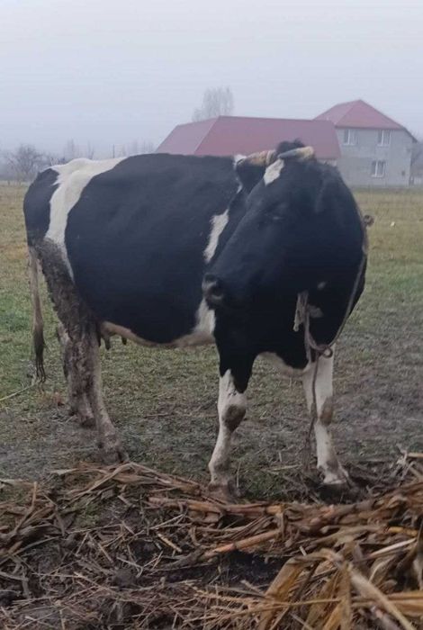 Сиыр безумен корова с теленком