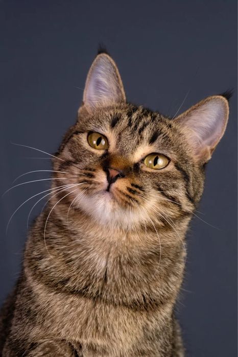 Кошечка девочка ищет дом