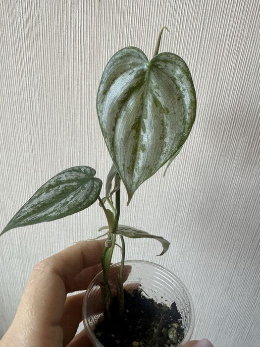 Филодендроны разные сорта