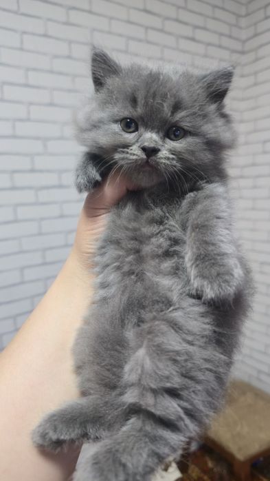 Продаются чистокровные котята