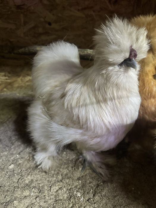 Продам кур декоративных пород.