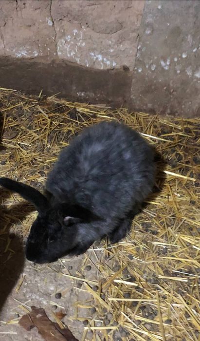 Uyda jaydari boqlyotgan quyonlar