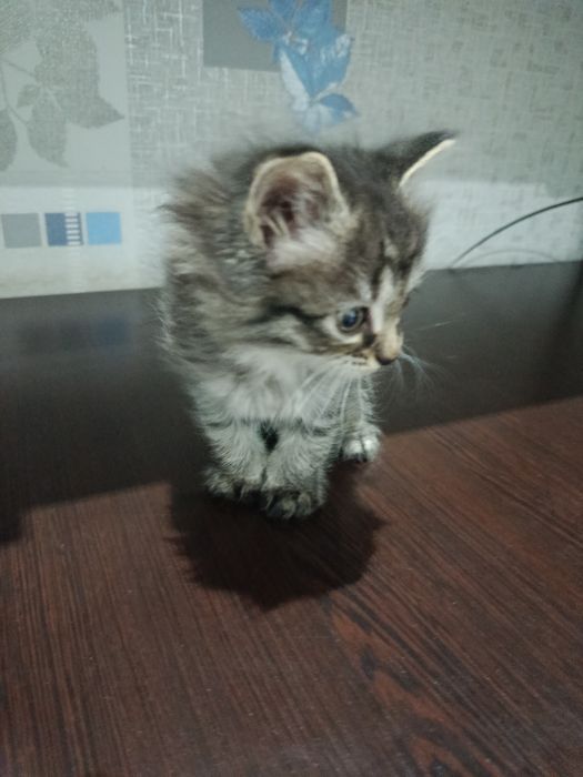 Мушук берилмокда