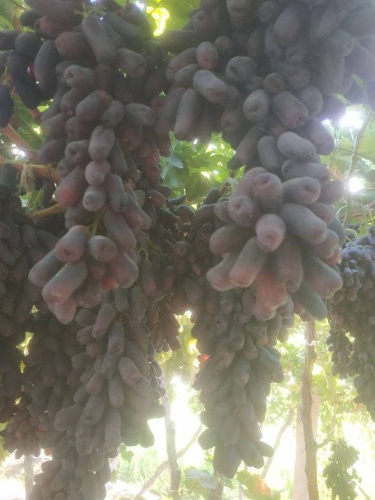 Avatar uzum nixoli. Donaksiz