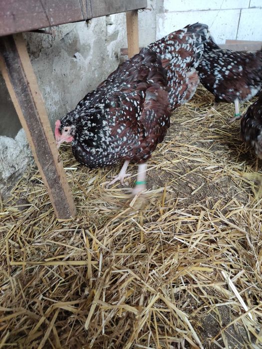 Ouă incubație Sussex