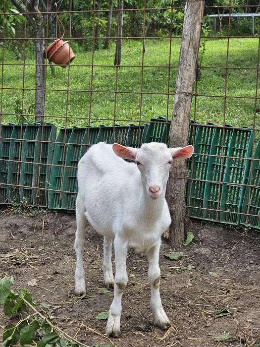 Țap sanen ciut genetic 6 luni